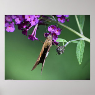 Butterfly, poster