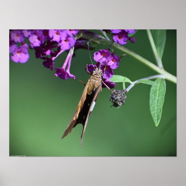 Butterfly,  poster (Front)