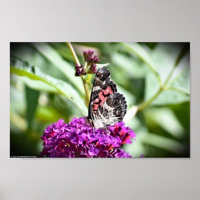 Butterfly, Poster (Front)