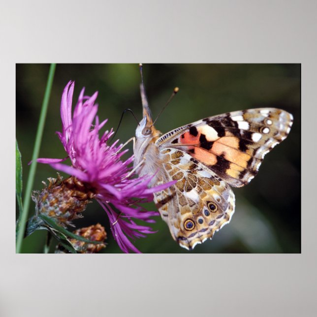 Butterfly Poster (Front)