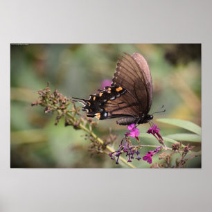 Butterfly, Poster