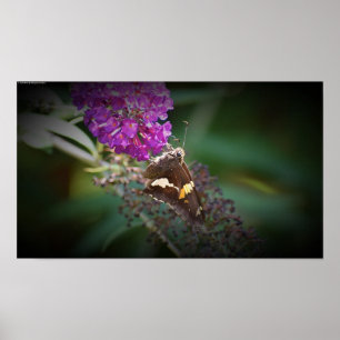 Butterfly, poster