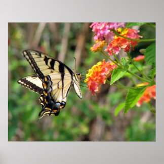 Butterfly Poster
