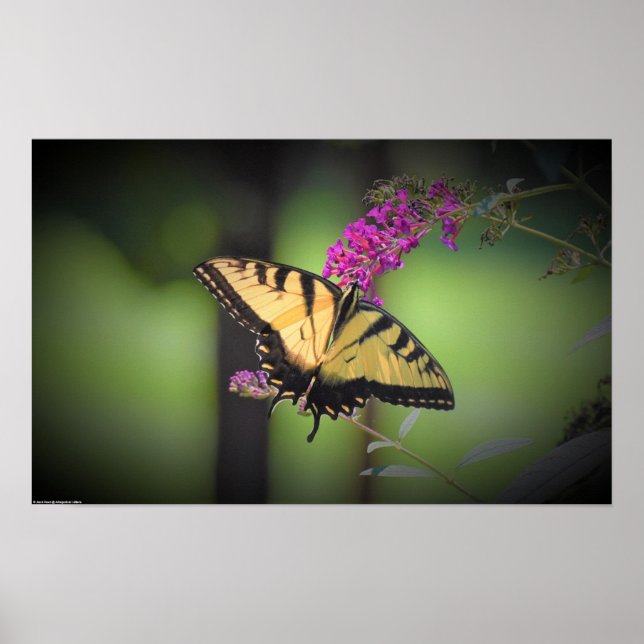 Butterfly,  poster (Front)