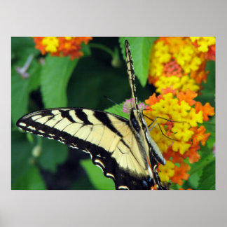Butterfly Poster