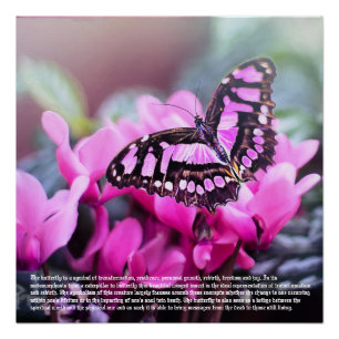Butterfly Poster