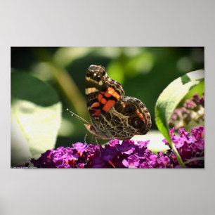 Butterfly, poster