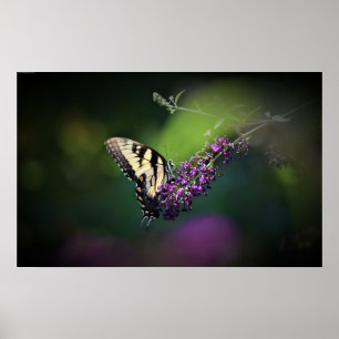 Butterfly, poster