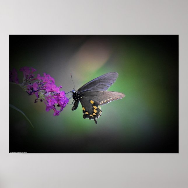 Butterfly, Poster (Front)