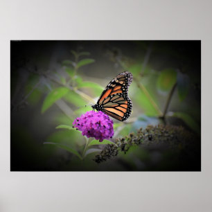 Butterfly, poster