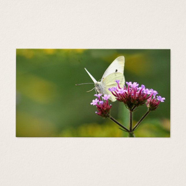 Butterfly profile card (Front)