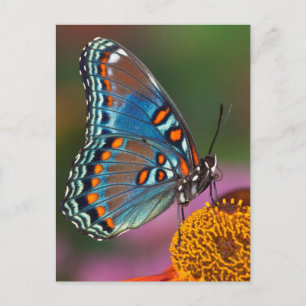 Butterfly profile on a flower postcard