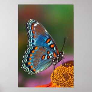 Butterfly profile on a flower poster