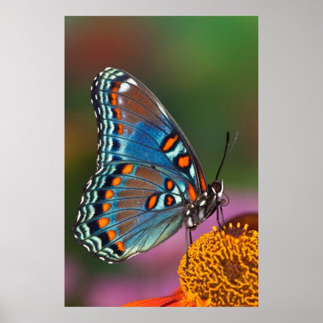 Butterfly profile on a flower poster (Front)