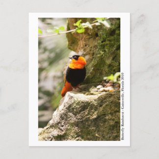 Butterfly Rainforest - Gainesville, FL 009 Postcard