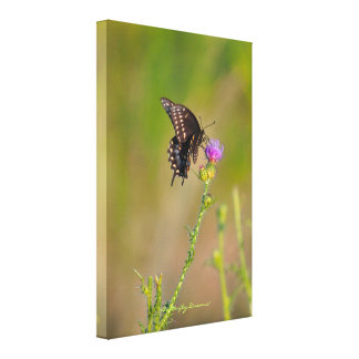 Scottish Thistle Art, Posters & Framed Artwork | Zazzle.co.uk