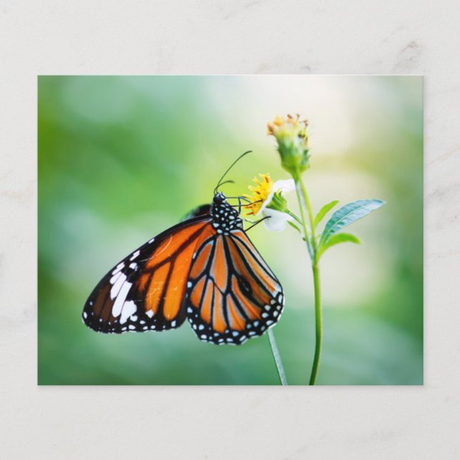 Butterfly scrapbook background paper (Front)