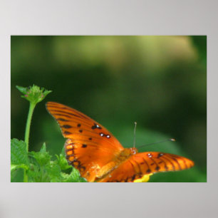 Butterfly series poster