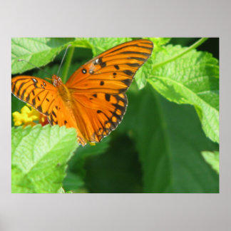 Butterfly Series Poster