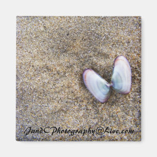 Butterfly Shells Magnet
