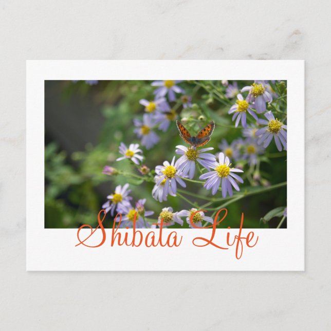 Butterfly Shibatamachi, Miyagi, Japan Postcard (Front)