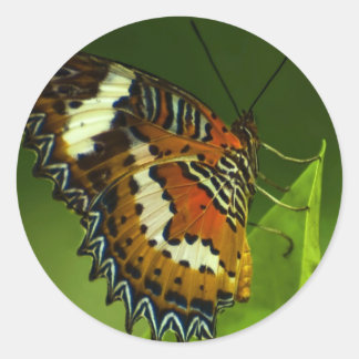 butterfly sitting on a leave classic round sticker