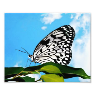 Butterfly & Sky Photo Print
