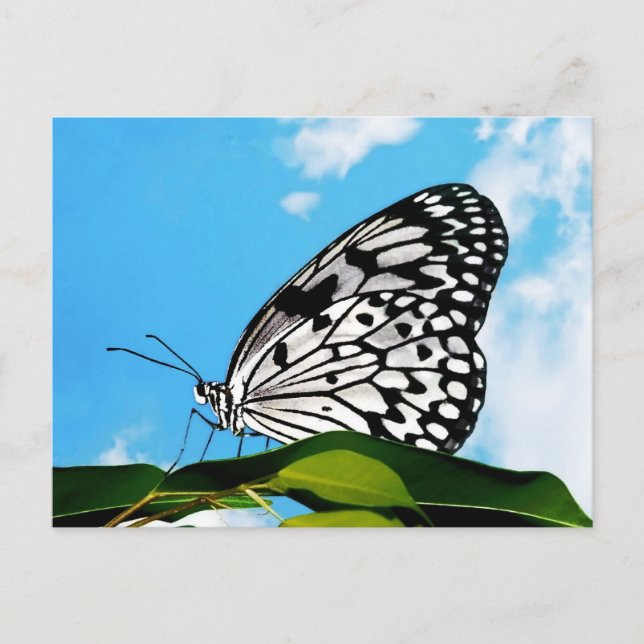 Butterfly & Sky Postcard (Front)