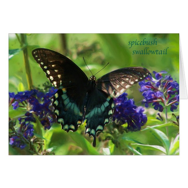 butterfly_spicebush_1769x_Paint (Front Horizontal)