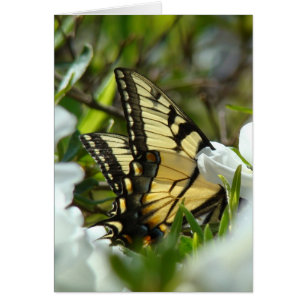 Butterfly Spring