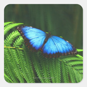 butterfly square sticker