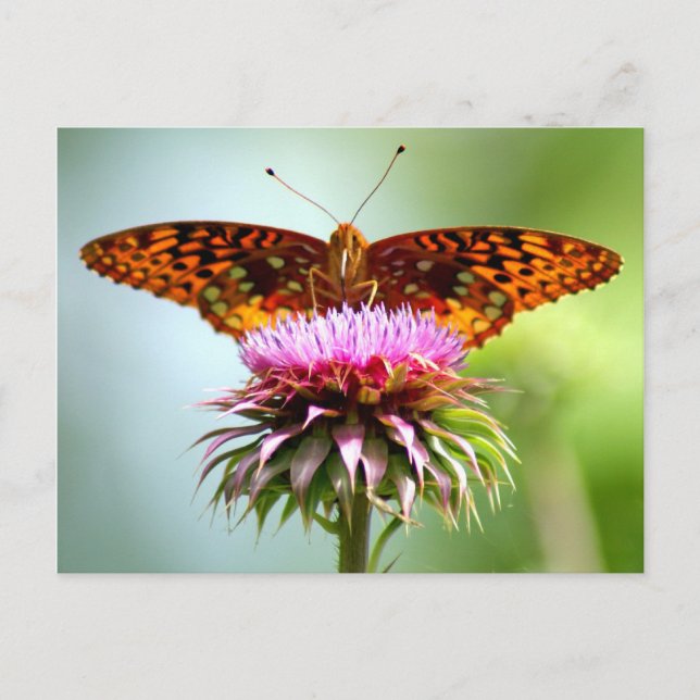 Butterfly Sunrise Postcard (Front)