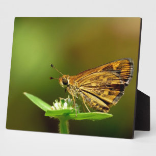Butterfly Tamil Grass Dart with Bokeh Background. Plaque