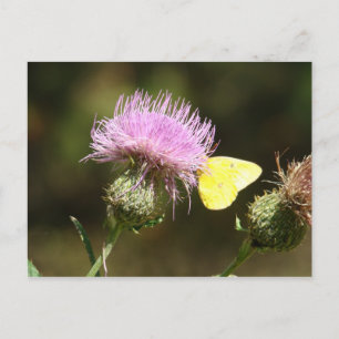 BUTTERFLY & THISTLE POSTCARD