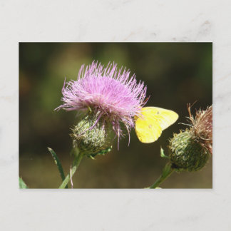 BUTTERFLY & THISTLE POSTCARD