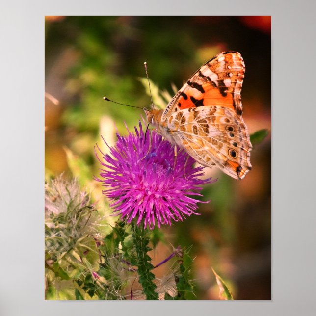 Butterfly Thorn Photography Print (Front)