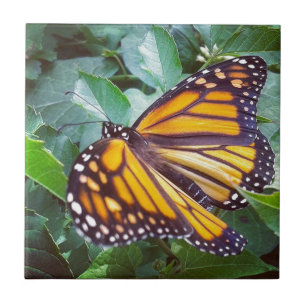 Butterfly Tile