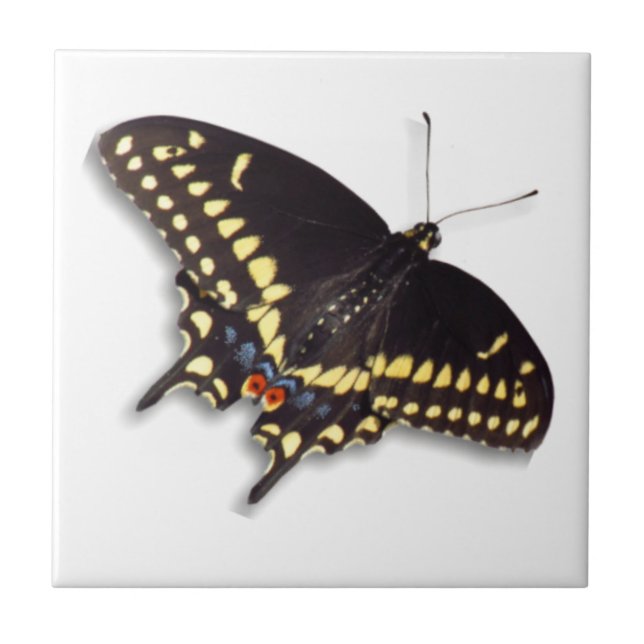 Butterfly Tile - Black Swallowtail (Front)
