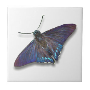 Butterfly Tile - Mangrove Skipper
