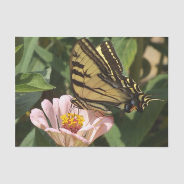 Butterfly Tissue Paper (Front)