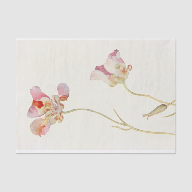 Butterfly Tulip by Margaret Armstrong  Tissue Paper (Front)