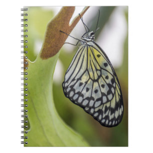Butterfly up close notebook