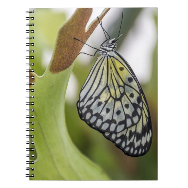Butterfly up close notebook (Front)