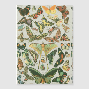 Butterfly Vintage Antique Butterflies Art