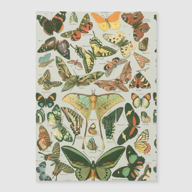 Butterfly Vintage Antique Butterflies Art (Front)