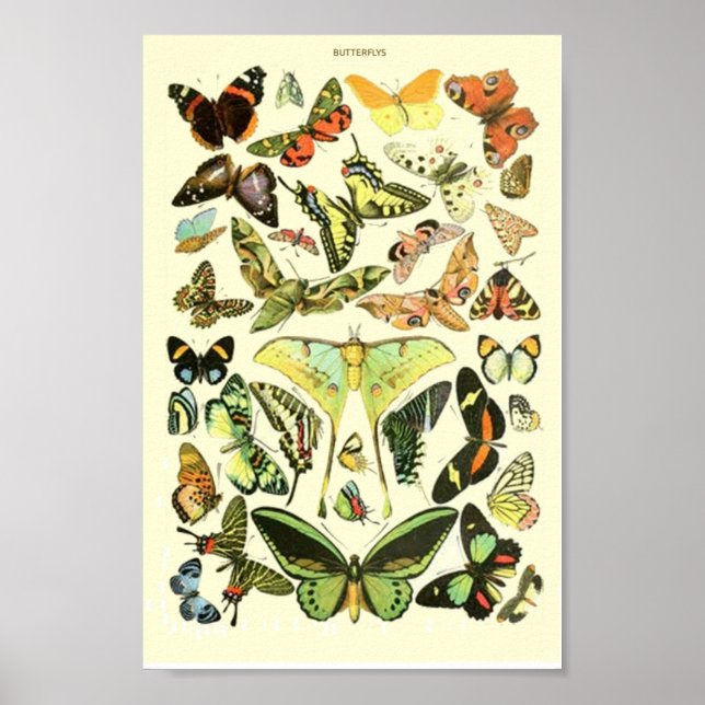 Butterfly vintage poster (Front)