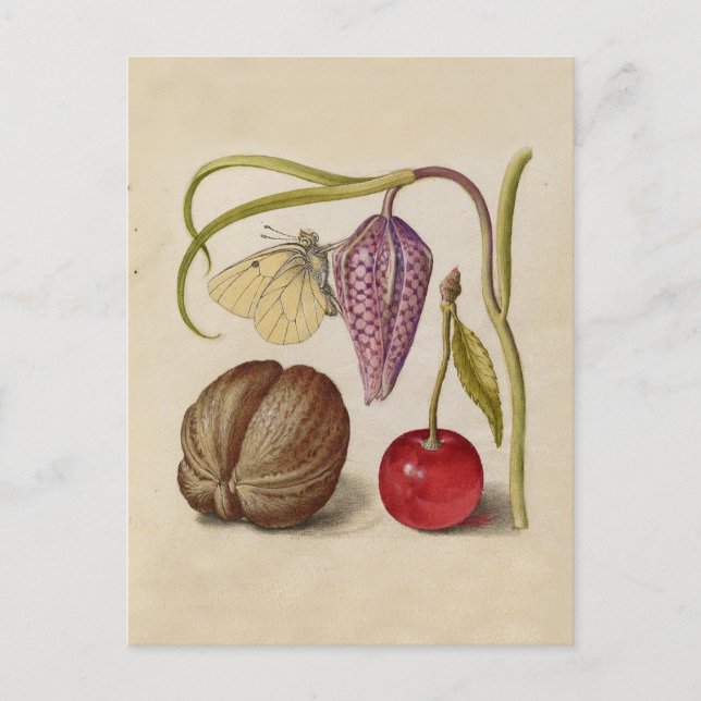 Butterfly Walnut Flower Cherry Watercolor Art Postcard (Front)