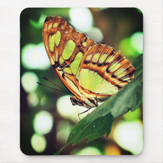 Butterfly Watching Nature  Mouse Mat (Front)