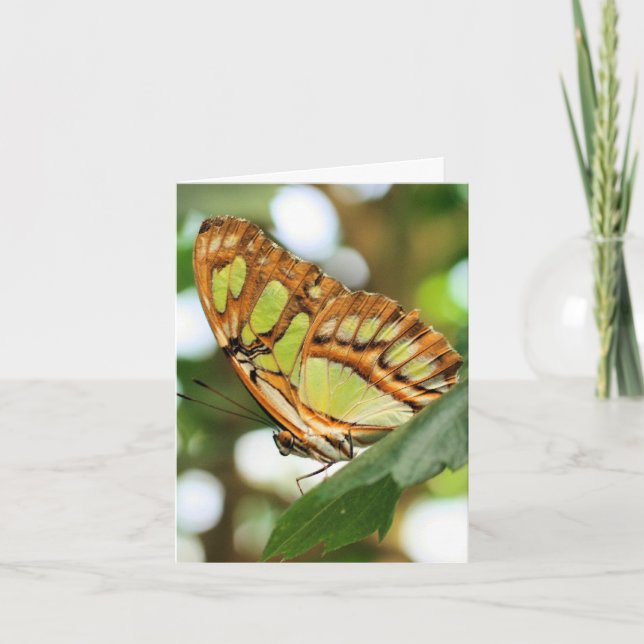 Butterfly Watching Nature Photography Note Card (Front)