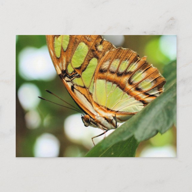 Butterfly Watching Nature Photography Postcard (Front)